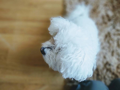 场景 动物 哺乳动物 宠物 犬科动物 可爱极了 乐趣 房子