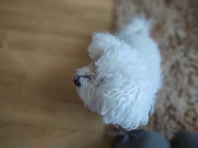 宠物 犬科动物 有趣的 休息 小狗 房间 场景 繁殖 可爱极了