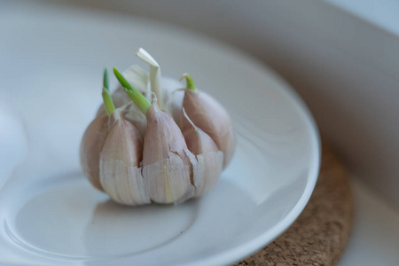 食物 植物 风味 特写镜头 维生素 草本植物 素食主义者