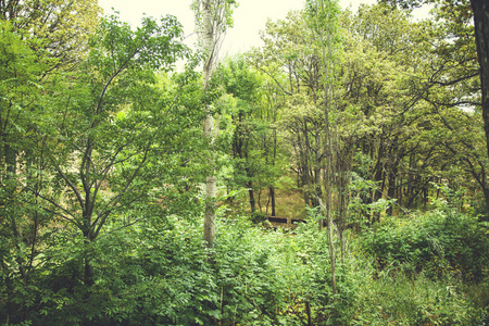 木材 郁郁葱葱 公园 步行 太阳 通路 季节 树干 森林