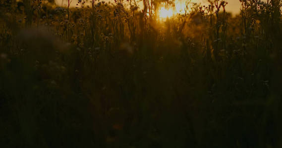 植物 自然 日出 旅行 草地 天空 风景 黎明 早晨 黄昏