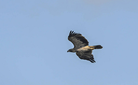 航班 日光 捕食者 动物 自由 希腊 猛禽 鸟类 翅膀 天空