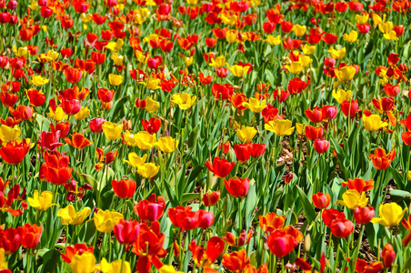 野花 复活节 农业 公园 花束 花瓣 美丽的 花园 春天