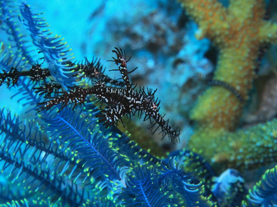 海马 水下 热带 海洋 世界 潜水 动物 珊瑚 自然