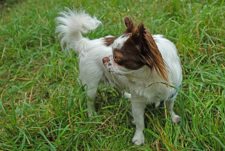 玩具 自然 繁殖 犬科动物 美丽的 朋友 肖像 毛皮 乐趣