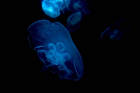 水族馆 照亮 海洋学 海洋 果冻 游泳 潜水 深的 珊瑚