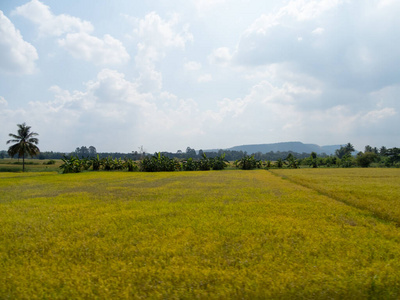 季节 植物 土地 领域 风景 地平线 环境 自然 乡村 农业