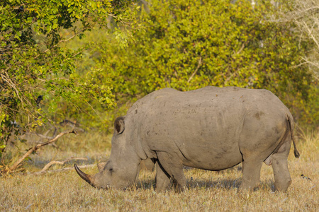 颜色 自然 动物群 非洲狩猎 野生动物 游猎 动物 外部