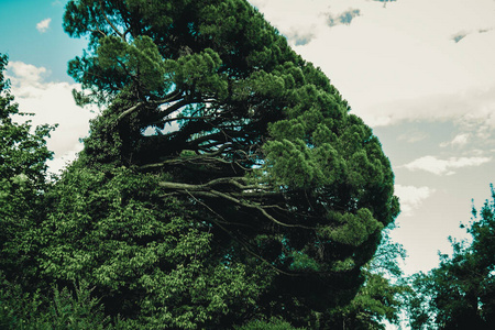 天空 环境 太阳 风景 公园 自然 森林 旅行 植物 夏天