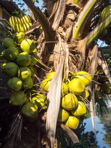 水果 自然 椰子 特写镜头 食物 植物