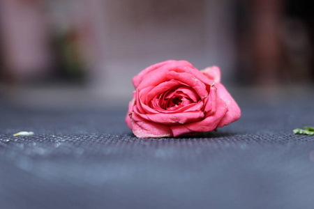 浪漫 庆祝 花瓣 园艺 玫瑰 夏天 美丽的 植物 颜色 开花