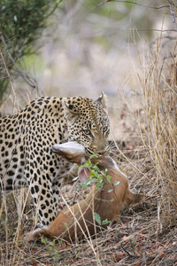 死亡 外部 姆普马兰加 游猎 斯坦贝克 动物群 颜色 野生动物