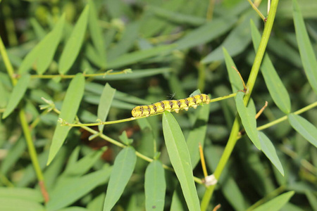 真实的 因斯布鲁克 蠕虫 转型 幼虫 巴西 缺陷 昆虫学