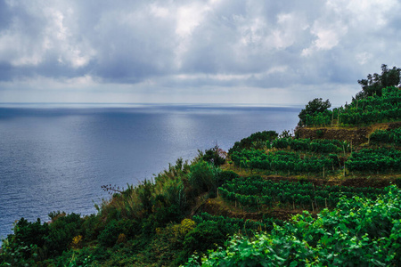 标志性的 海景 旅行 人行道 绿松石 蒙特罗索 葡萄园 欧洲