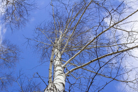 树林 天空 阳光 自然 风景 场景 俄罗斯 美丽的 树皮