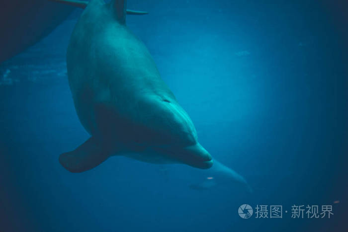 水下 海豚 海的 夏威夷 波浪 涟漪 太平洋 泼洒 海洋