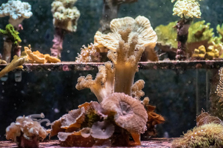 自然 生物 水母 发光 游泳 果冻 透明的 动物 水下