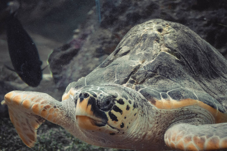 珊瑚 野生动物 生活 乌龟 自然 爬行动物 水下 巴哈马