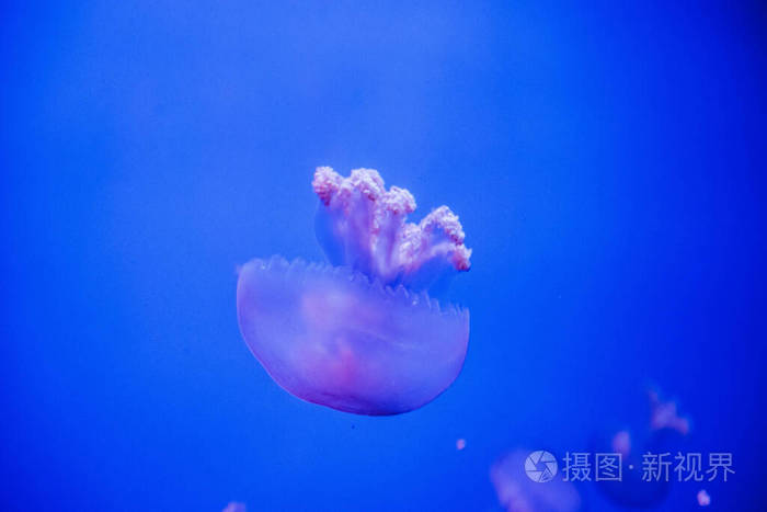 游泳 发光 海的 野生动物 危险的 水族馆 深的 海洋 动物