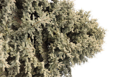 特写镜头 季节 花园 美丽的 树叶 森林 植物 云杉 天空