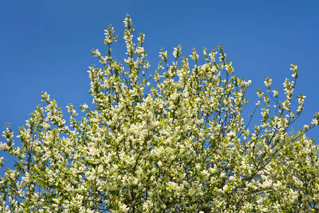 稠李属 季节 花瓣 盛开 植物学 天空 樱桃 美丽的 春天