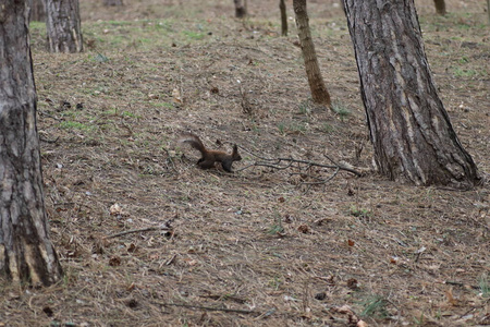 春天 啄木鸟 分支 特写镜头 可爱极了 公园 松鼠 动物