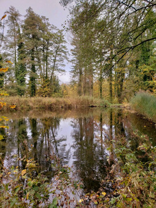 假期 树叶 环境 反射 公园 放松 泻湖 欧洲 风景 美丽的
