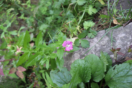 美女 颜色 花的 植物 粉红色 盛开 花瓣 特写镜头 植物区系