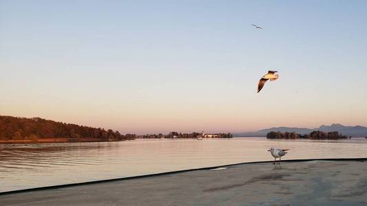 日落 天空 泻湖 假期 海鸥 美丽的 欧洲 德国 自然 美女