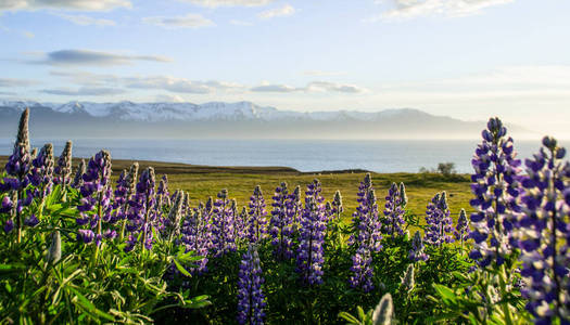 植物 风景 场景 全景图 紫色 海岸 美丽的 夏天 草地