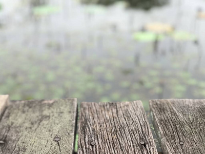 木材 花束 桉树 春天 美丽的 植物 开花 桌子 夏天 花的