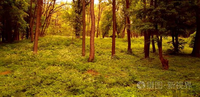 林间空地 风景 树干 森林 分支 环境 植物 灌木丛 旅行