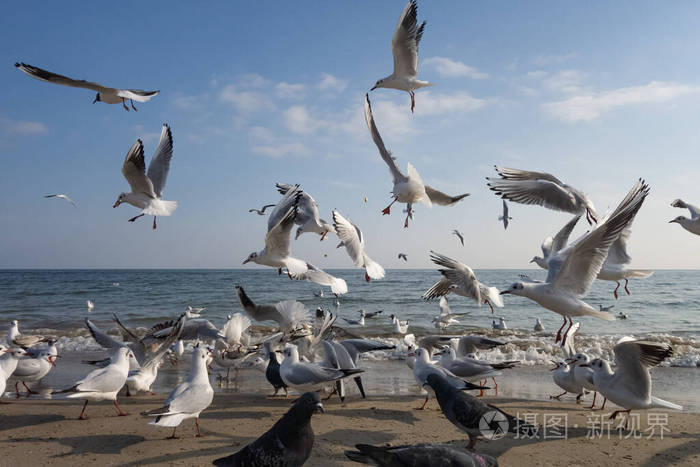 在阳光明媚的春天海鸥和鸽子在海滩上