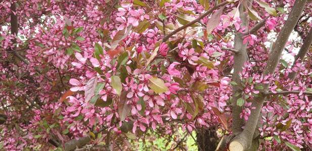 美女 植物 公园 植物区系 日本人 特写镜头 樱桃 分支