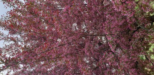 季节 夏天 粉红色 日本人 花园 颜色 自然 公园 开花