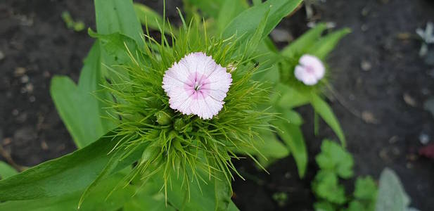 植物区系 植物 花的 花瓣 植物学 春天 花园 粉红色 美丽的