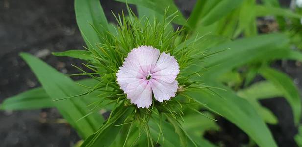 花的 颜色 植物 植物学 美丽的 特写镜头 春天 盛开 粉红色