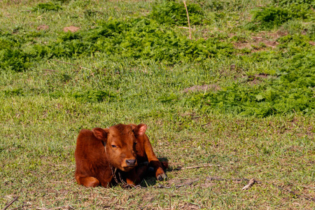 吃草 土地 生物 小母牛 动物 自然 放牧 畜牧业 牛奶