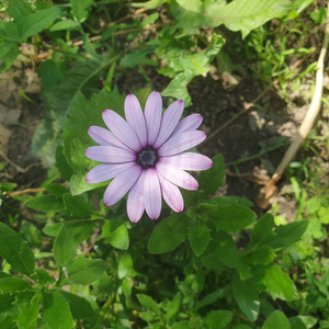 开花 花瓣 粉红色 花园 自然 植物学 紫色 黛西 夏天