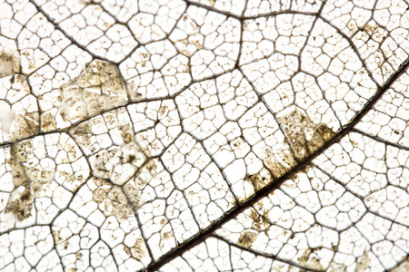 自然 树叶 静脉 生物学 植物学 优雅 透明的 美女 墙纸