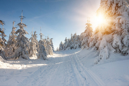 捷克共和国自由美丽的雪地阳光。