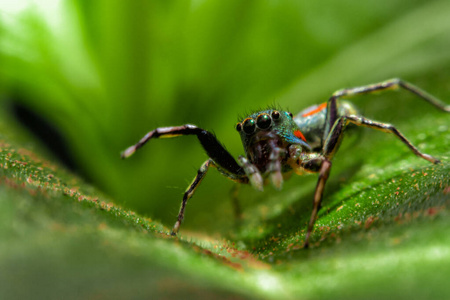 植物 昆虫 动物 蜘蛛 夏天 特写镜头 野生动物 花园 缺陷