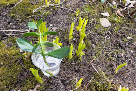 季节 农业 草本植物 蔬菜 生物 植物 特写镜头 土壤 环境