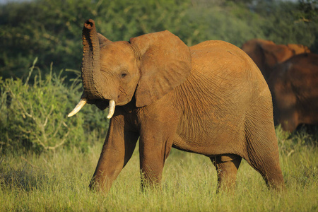 游猎 自然 野生动物 非洲草原象 象牙色 非洲 非洲狩猎