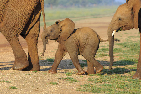 动物群 动物 家庭 颜色 非洲草原象 非洲 非洲狩猎 游猎