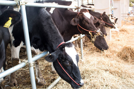 喂养 农业 牛奶 饲料 兽群 乳制品 农场 食物 动物 哺乳动物