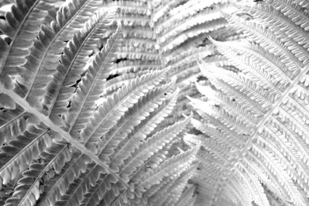 墙纸 夏天 植物学 植物 树叶 生物学 花的 分支 纹理