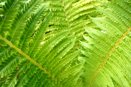 墙纸 植物学 春天 美丽的 夏天 生物学 树叶 花的 花园