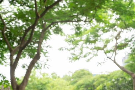 软的 闪耀 生态学 夏天 散焦 颜色 植物 郁郁葱葱 森林