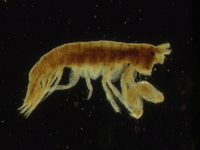 花丝 盐水 磷虾 附属物 放大倍数 小龙虾 显微镜检查